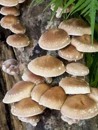 shiitake-grzybnia-na-ziarnie-1l