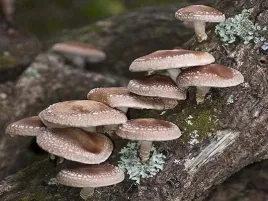 shiitake-shitake-grzybnia-kolki-20szt-twardnik