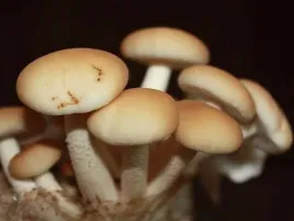 polowka-wiazkowa-grzybnia-20-kolow-grzyb-piopino