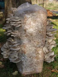 boczniak-boczniaki-uprawa-w-domu-balot-grzybnia