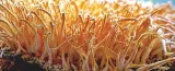 cordyceps-szalka-petriego-marka-planto