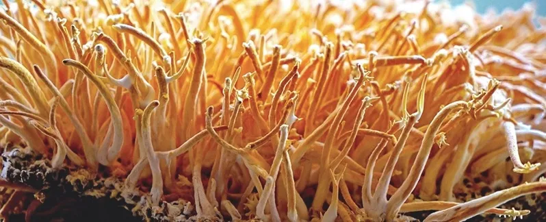 cordyceps-szalka-petriego