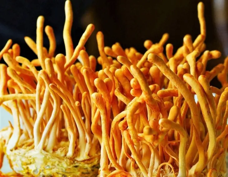 cordyceps-szalka-petriego-rodzaj-grzybnie