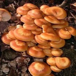 opienka-zmienna-20-szt-grzybnia-na-kolkach