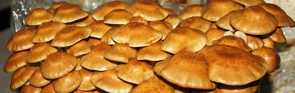 nameko-zestaw-do-uprawy-grzybow