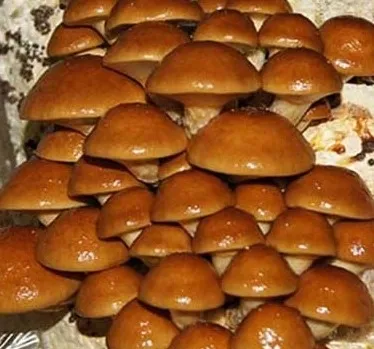 nameko-zestaw-do-uprawy-grzybow-nazwa-handlowa-nameko