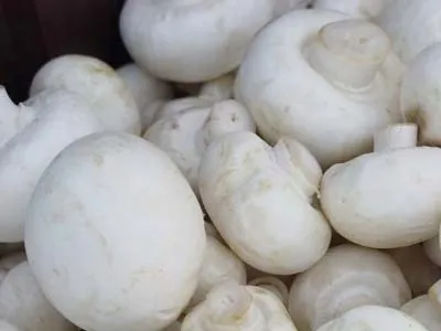 grzybnia-pieczarka-biala-10-kg-marka-planto-rodzaj-grzybnie