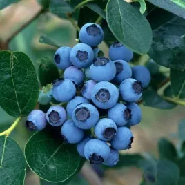 borowka-amerykanska-bluejay-1-szt-doniczka-p9