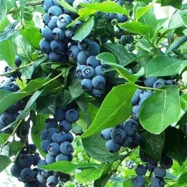 borowka-amerykanska-earliblue-1-szt-doniczka-p9