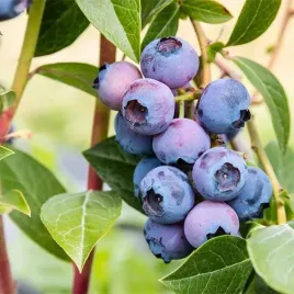 borowka-amerykanska-bluegold-1-szt-doniczka-p9