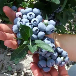 borowka-amerykanska-hannahs-choice-1-szt-p9