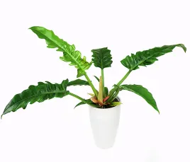 filodendron-tygrysi-zab-philodendron-narrow-escape-p14