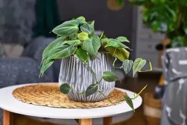 filodendron-pnacy-philodendron-scandens-p11
