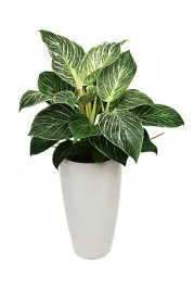 filodendron-philodendron-birkin-p14
