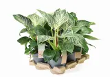 filodendron-philodendron-birkin-p14-rodzaj-rosliny-inny