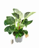 filodendron-philodendron-birkin-p14-waga-z-opakowaniem-1-kg