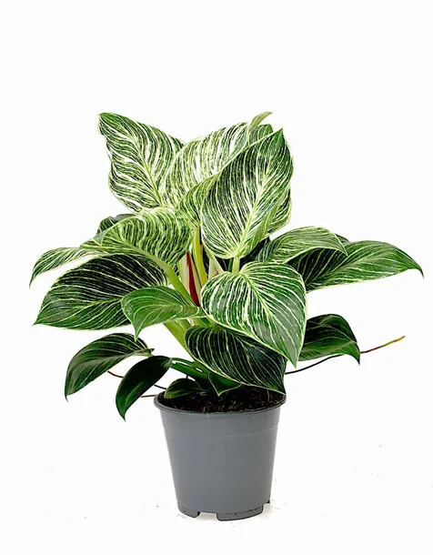filodendron-philodendron-birkin-p14-roslina-w-postaci-sadzonka-w-pojemniku-do-05l