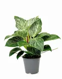 filodendron-philodendron-birkin-p14-roslina-w-postaci-sadzonka-w-pojemniku-do-05l