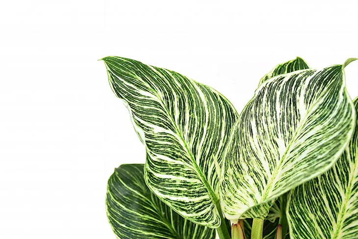 filodendron-philodendron-birkin-p14-kod-produktu-1978