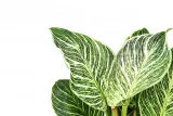 filodendron-philodendron-birkin-p14-kod-produktu-1978