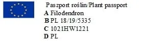 filodendron-philodendron-birkin-p14-rodzaj-rosliny-inny-waga-z-opakowaniem-1-kg