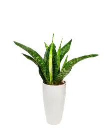 sansewiera-dragon-sansevieria-aubrytiana-smocza-p14