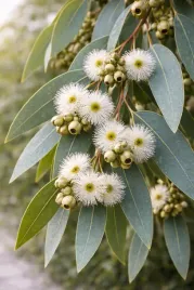 olejek-eteryczny-eukaliptus-globulus