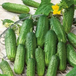 nasiona-ogorek-sremianin-f1-do-uprawy-gruntowej-plenny-premium-seeds-6-g