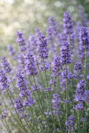 olejek-eteryczny-lawenda-bulgaria