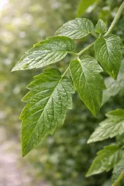 olejek-eteryczny-pomidor-lisc-abs-20percent