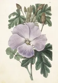 karnet-b6-hibiskus-z-kopertaskona-ting-format-176126-mm