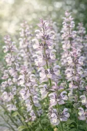 olejek-eteryczny-szalwia-muszkatolowa-indie