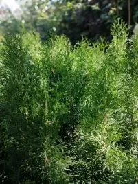 thuja-szmaragd-tuja-sadzonka-zywoplot-szpaler