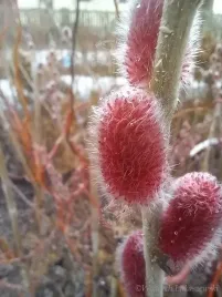 wierzba-mt-aso-atrakcyjne-czerwonorozowe-bazie
