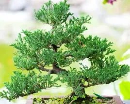 jalowiec-shimpaku-doskonala-sadzonka-na-bonsai