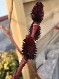 wierzba-melanostachys-rewelacja-czarne-kotki