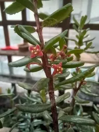 paksistima-canbyego-zimozielona-krzewinka-okrywowa