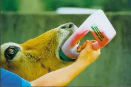 drencher-dla-bydla-z-sztywna-sonda-easy-drencher-12-l-kerbl