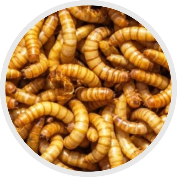 alegia-macznik-suszony-60g-marka-alegia