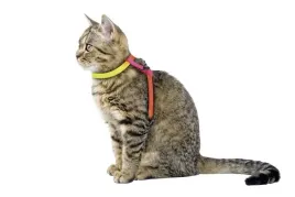 szelki-dla-kota-ze-smycza-rainbow-120-cm-x-10-mm-kerbl