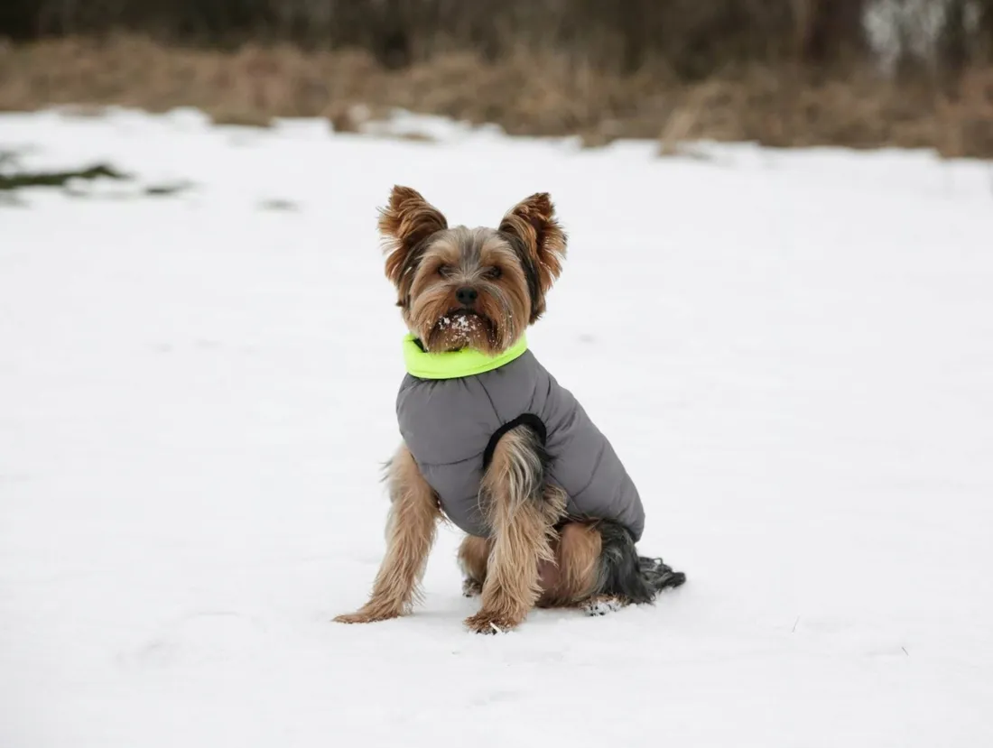 plaszczyk-dla-psa-charmonix-40-cm-m-kerbl