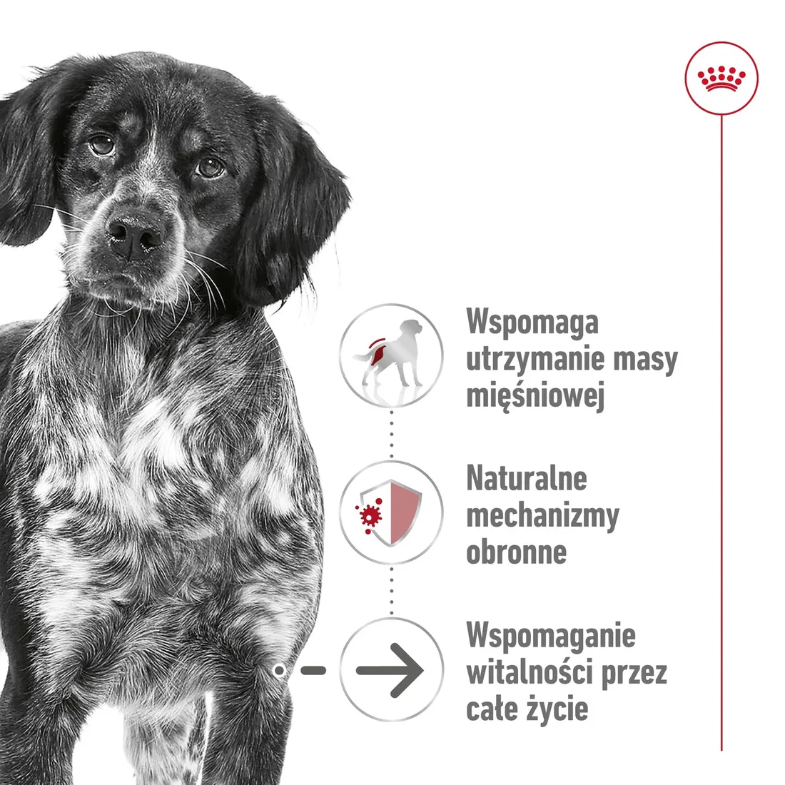 royal-canin-medium-ageing-10-15kg-marka-royal-canin