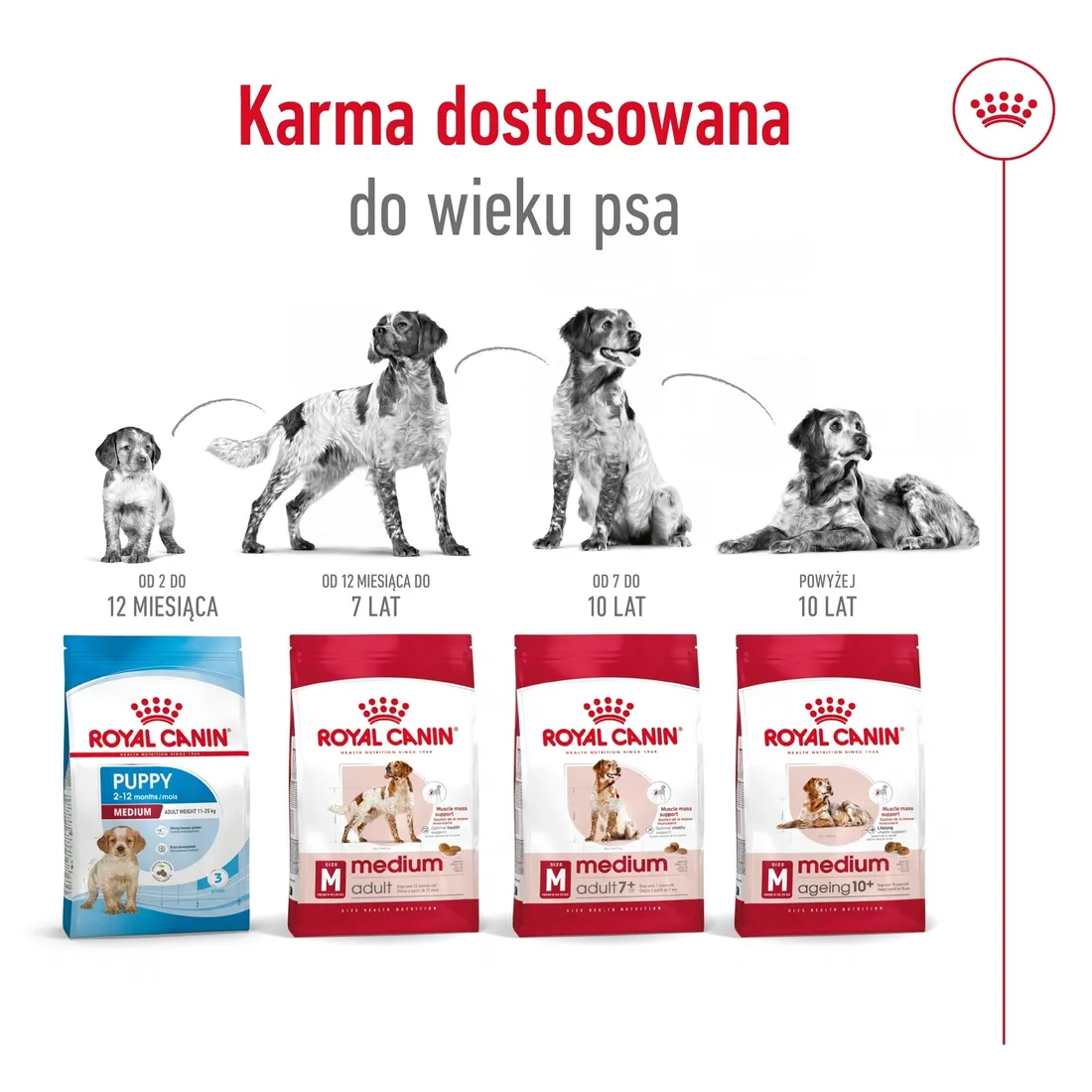royal-canin-medium-ageing-10-15kg