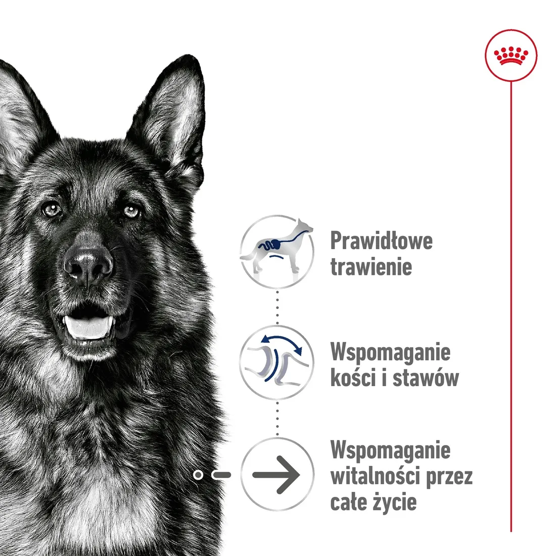 royal-canin-maxi-ageing-8-15kg