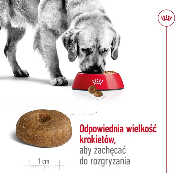 royal-canin-maxi-ageing-8-15kg-rodzaj-karmy-wysokobialkowa