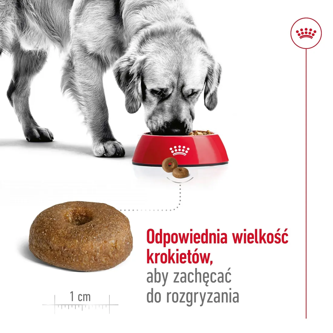 royal-canin-maxi-ageing-8-15kg