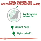 royal-canin-mini-ageing-12-15kg-wiek-zwierzecia-psy-dorosle