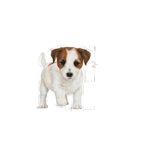 royal-canin-mini-puppy-4kg-marka-royal-canin-wielkosc-psa-rasy-male-less10-kg