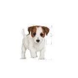 royal-canin-mini-puppy-4kg-marka-royal-canin-wielkosc-psa-rasy-male-less10-kg