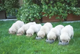 miska-z-tworzywa-sztucznego-1000-ml-kerbl